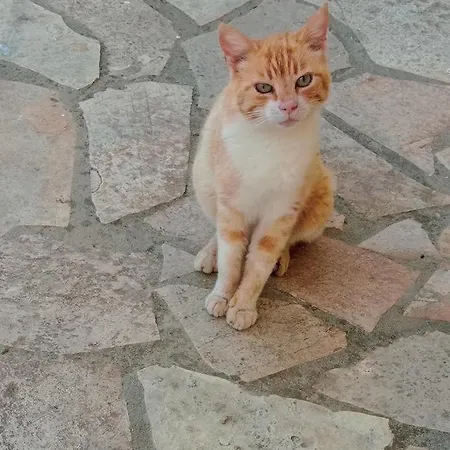Linda House Corfu גסטורי