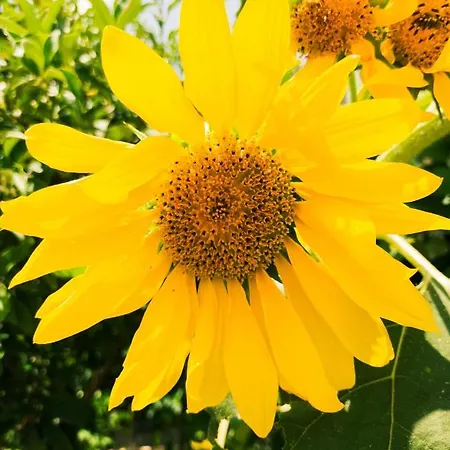 Linda House Corfu * Gastouri (Corfu)